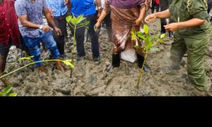 Mangroove planting